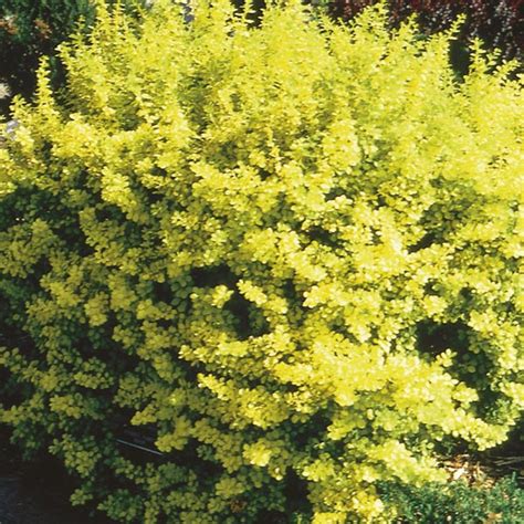 dwarf golden barberry aurea nana